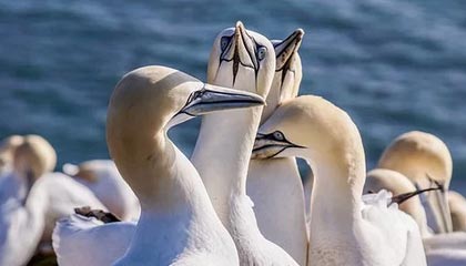 开云官网-维金斯增重转型四号位?新赛季他有三大目标