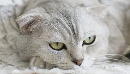 kaiyun-国米怨374国家队受伤 智利主帅:现在不是殖民时代